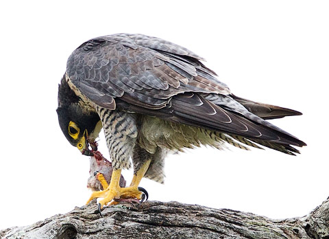 Peregrine Falcon with prey